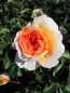 Preview: Rosa Port Sunlight